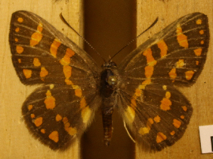  ( - DZ51.163)  @11 [ ] c  Diego Dolibaina Universidade Federal do Paraná