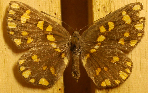  ( - DZ51.203)  @11 [ ] c  Diego Dolibaina Universidade Federal do Paraná