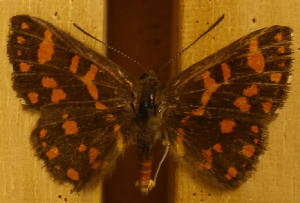  ( - DZ51.253)  @11 [ ] c  Diego Dolibaina Universidade Federal do Paraná