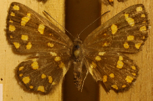  ( - DZ51.282)  @11 [ ] c  Diego Dolibaina Universidade Federal do Paraná