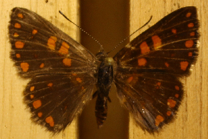  ( - DZ51.293)  @11 [ ] c  Diego Dolibaina Universidade Federal do Paraná