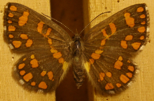  ( - DZ51.303)  @11 [ ] c  Diego Dolibaina Universidade Federal do Paraná