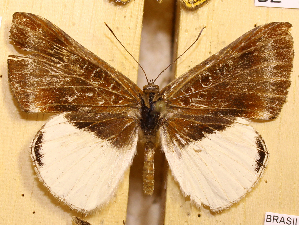  ( - DZ51.354)  @11 [ ] c  Diego Dolibaina Universidade Federal do Paraná