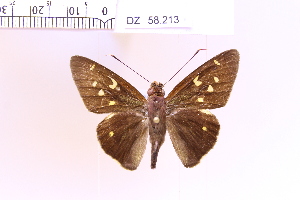  (Lycas sp. 1 - DZ58.213)  @11 [ ] c (2025) Adalberto Dantas de Medeiros UFPR