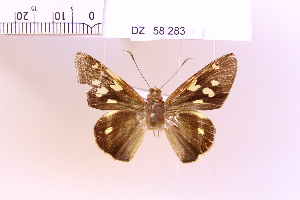  (Lycas sp. 3 - DZ58.283)  @11 [ ] c (2025) Adalberto Dantas de Medeiros UFPR