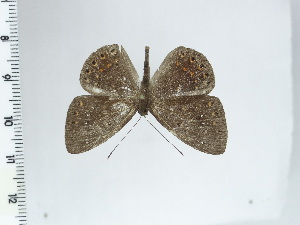  ( - DZ64.561)  @11 [ ] c (2024) Diego Dolibaina UFPR