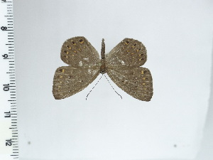  ( - DZ64.563)  @11 [ ] c (2024) Diego Dolibaina UFPR