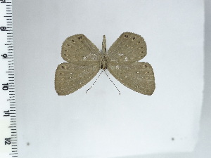  ( - DZ64.563)  @11 [ ] c (2024) Diego Dolibaina UFPR