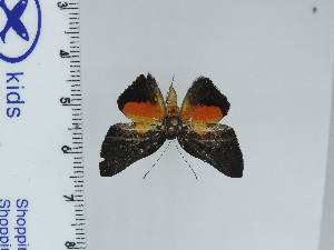  (Asima giffordi - DZ66.951)  @11 [ ] c (2024) Diego Dolibaina UFPR