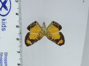  ( - DZ66.953)  @11 [ ] c (2024) Diego Dolibaina UFPR