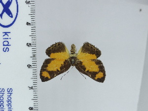  ( - DZ66.954)  @11 [ ] c (2024) Diego Dolibaina UFPR