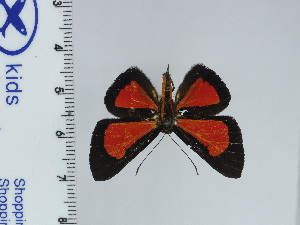  (Pterographium - DZ66.955)  @11 [ ] c (2024) Diego Dolibaina UFPR