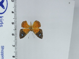  (Argyrogrammana phyton - DZ67.004)  @11 [ ] c (2024) Diego Dolibaina UFPR