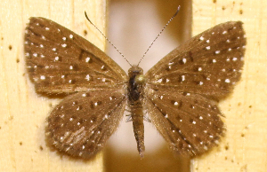  ( - DZ73.531)  @11 [ ] c  Diego Dolibaina Universidade Federal do Paraná