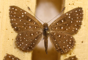  ( - DZ73.532)  @11 [ ] c  Diego Dolibaina Universidade Federal do Paraná