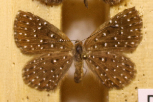  ( - DZ73.533)  @11 [ ] c  Diego Dolibaina Universidade Federal do Paraná