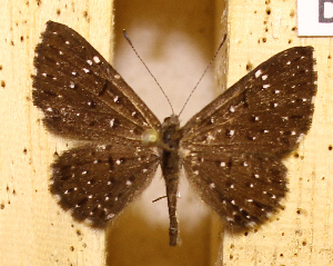  ( - DZ73.534)  @11 [ ] c  Diego Dolibaina Universidade Federal do Paraná