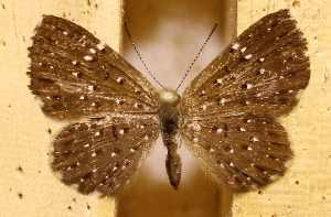  ( - DZ73.535)  @11 [ ] c  Diego Dolibaina Universidade Federal do Paraná