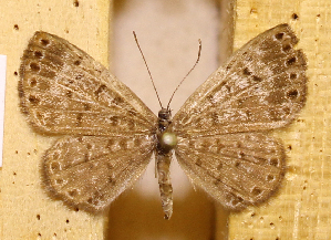  ( - DZ73.536)  @11 [ ] c  Diego Dolibaina Universidade Federal do Paran&aacute;