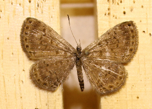  ( - DZ73.537)  @11 [ ] c  Diego Dolibaina Universidade Federal do Paran&aacute;