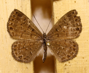  ( - DZ73.538)  @11 [ ] c  Diego Dolibaina Universidade Federal do Paran&aacute;