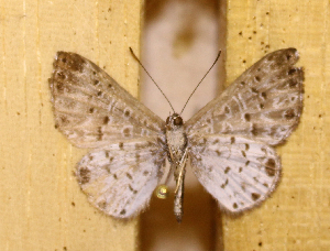  ( - DZ73.539)  @11 [ ] c  Diego Dolibaina Universidade Federal do Paran&aacute;