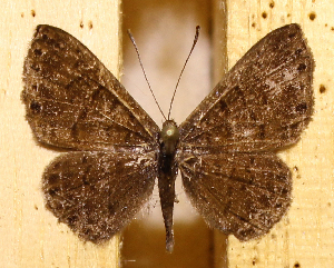  ( - DZ73.540)  @11 [ ] c  Diego Dolibaina Universidade Federal do Paran&aacute;