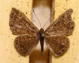  ( - DZ73.541)  @11 [ ] c  Diego Dolibaina Universidade Federal do Paran&aacute;