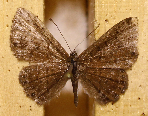  ( - DZ73.542)  @11 [ ] c  Diego Dolibaina Universidade Federal do Paran&aacute;