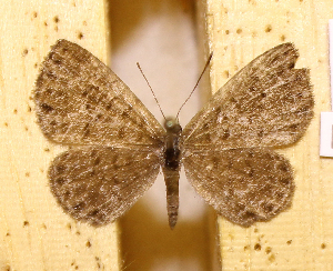  ( - DZ73.543)  @11 [ ] c  Diego Dolibaina Universidade Federal do Paran&aacute;