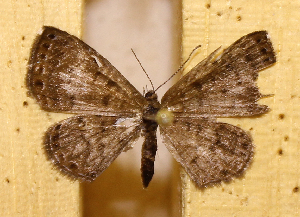  ( - DZ73.544)  @11 [ ] c  Diego Dolibaina Universidade Federal do Paran&aacute;