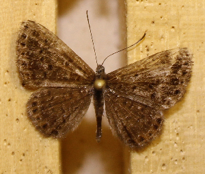  ( - DZ73.545)  @11 [ ] c  Diego Dolibaina Universidade Federal do Paran&aacute;