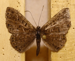  ( - DZ73.547)  @11 [ ] c  Diego Dolibaina Universidade Federal do Paran&aacute;