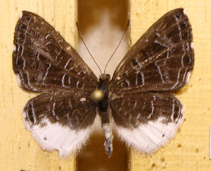  (Catocyclotis marmoreus - DZ73.561)  @11 [ ] c  Diego Dolibaina Universidade Federal do Paran&aacute;