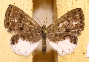  (Catocyclotis malca - DZ73.563)  @11 [ ] c  Diego Dolibaina Universidade Federal do Paran&aacute;