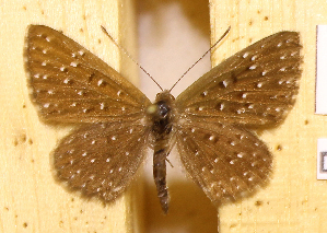  ( - DZ73.589)  @11 [ ] c  Diego Dolibaina Universidade Federal do Paraná