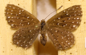  ( - DZ73.590)  @11 [ ] c  Diego Dolibaina Universidade Federal do Paraná