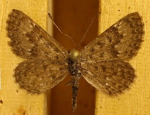  ( - DZ74.312)  @11 [ ] c  Diego Dolibaina Universidade Federal do Paraná