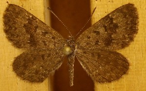  ( - DZ74.313)  @11 [ ] c  Diego Dolibaina Universidade Federal do Paraná