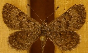  ( - DZ74.314)  @11 [ ] c  Diego Dolibaina Universidade Federal do Paraná