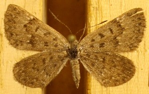  ( - DZ74.315)  @11 [ ] c  Diego Dolibaina Universidade Federal do Paraná