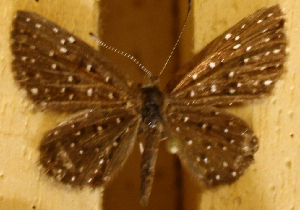  ( - DZ74.339)  @11 [ ] c  Diego Dolibaina Universidade Federal do Paraná