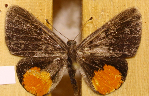  (Pachythone analuciae - DZ74.464)  @11 [ ] c  Diego Dolibaina Universidade Federal do Paran&aacute;