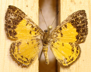  ( - DZ74.467)  @11 [ ] c  Diego Dolibaina Universidade Federal do Paran&aacute;