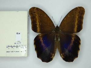  ( - OM_83.598)  @11 [ ] c (2025) Suianne Cajé UFPR