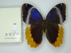  ( - DZ_65.917)  @11 [ ] c (2025) Suianne Cajé UFPR