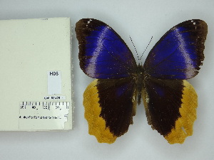  ( - OM_58.426)  @11 [ ] c (2025) Suianne Cajé UFPR