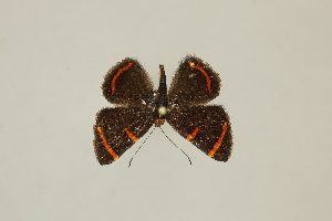  (Stichelia - DZ75.218)  @11 [ ] c (2025) Diego Dolibaina UFPR