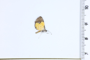  ( - DRD1174)  @11 [ ] c  Diego Dolibaina Universidade Federal do Parana