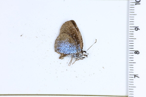  (Festivia - DRD1483)  @11 [ ] c  Diego Dolibaina Universidade Federal do Parana